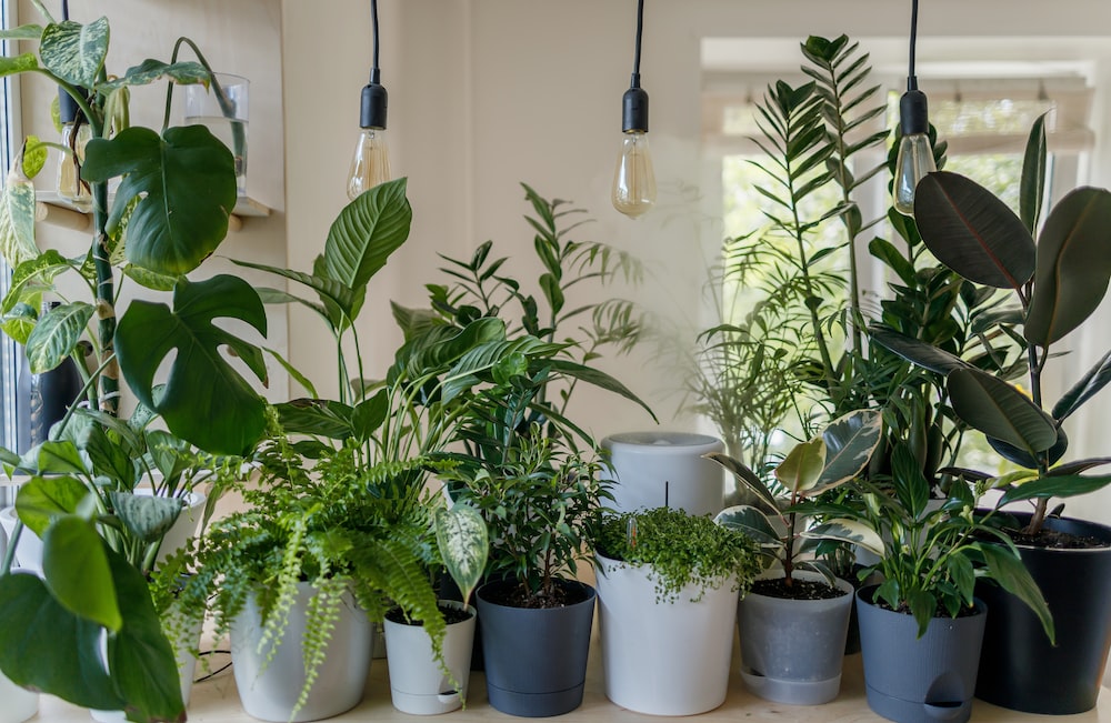 Your Comprehensive Guide to Wholesale Nursery Pots