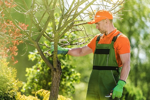 professional tree removal