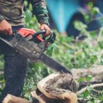 How Professional Tree Services Can Improve Your Yard