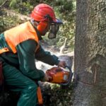 Signs Your Tree Needs Professional Assessment