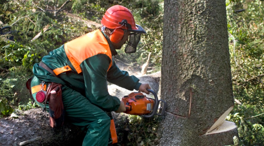 Signs Your Tree Needs