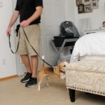 What Are The Advantages of Canine Bed Bug Inspections?