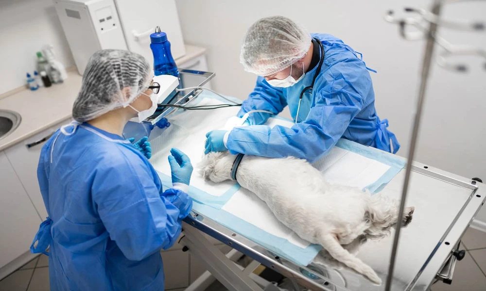 How Veterinary Hospitals Handle Infectious Disease Outbreaks