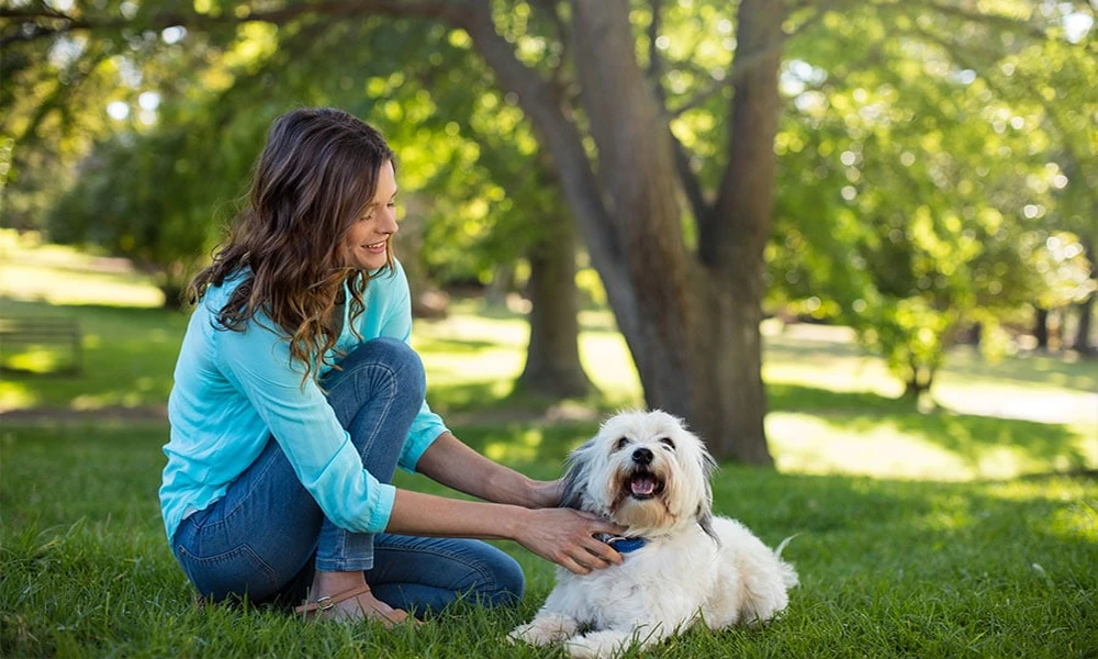 How A General Vet Distinguishes Blood Loss From Reduced Red Blood Cell Production In Pets