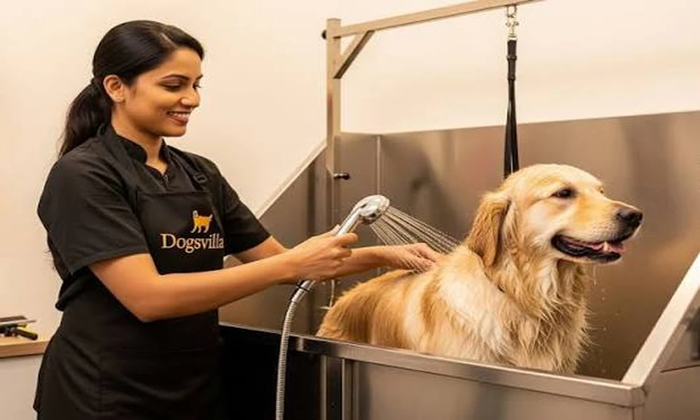 How Vets Support Pet Owners With Chronic Conditions
